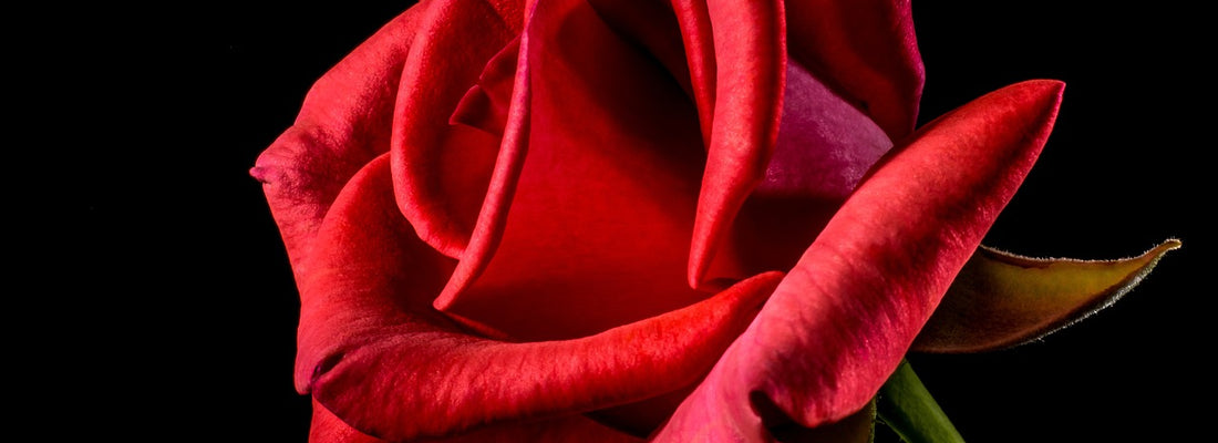 Perfumy o zapachu róży, czyli najbardziej kobiecy wybór