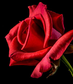 Perfumy o zapachu róży, czyli najbardziej kobiecy wybór