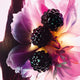 Dior Miss Dior Essence woda perfumowana