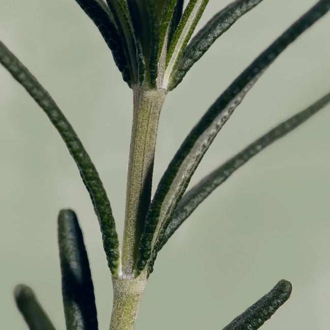 Aromatica Rosemary Root Enchancer wzmacniająca wcierka do skóry głowy 100ml