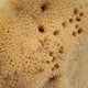 HHUUMM Naturalna gąbka morska O1F 12.5cm Brązowa