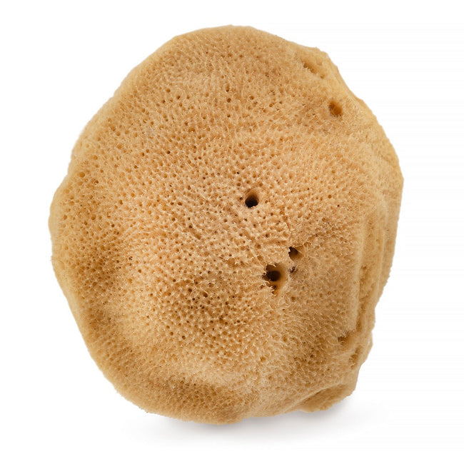 HHUUMM Naturalna gąbka morska 02F 9.5cm Brązowa