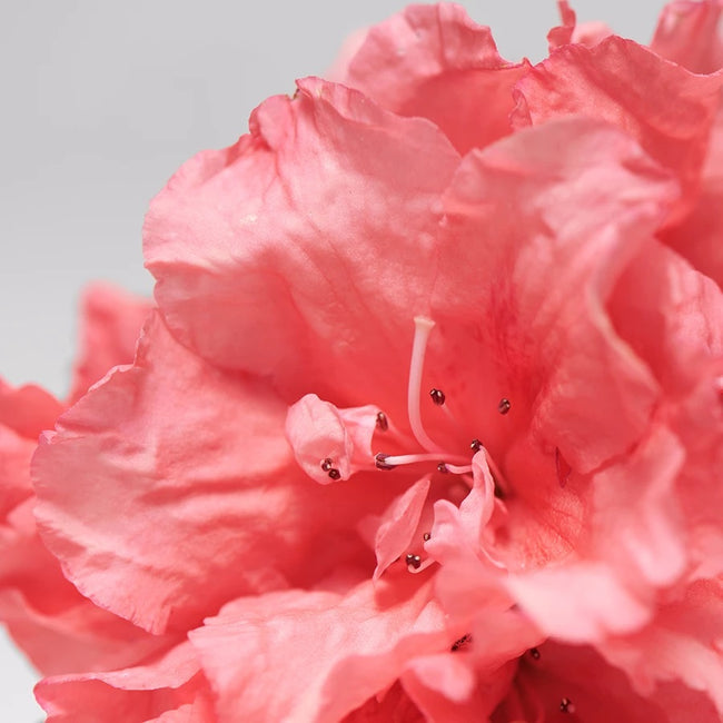 Babor Moisturizing Cream nawilżający krem do cery suchej 50ml