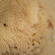 HHUUMM Naturalna gąbka morska 02F 9.5cm Brązowa